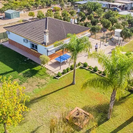Villa Cubo's Sporting Paloma *